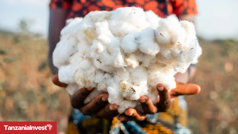 Tanzania Cotton