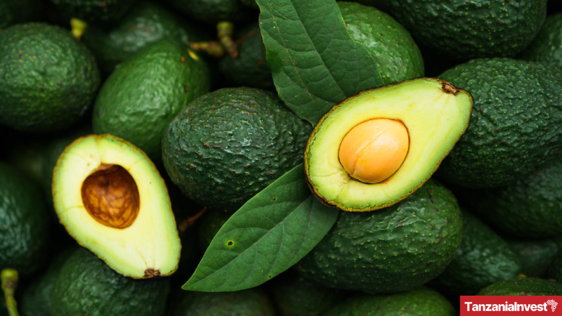 Tanzanian avocados