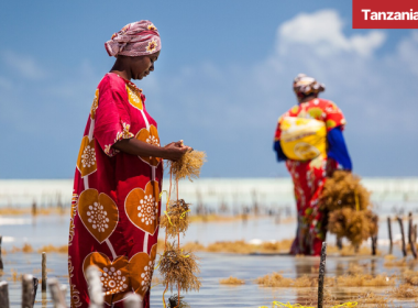 Zanzibar seaweed farming