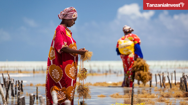 Zanzibar seaweed farming