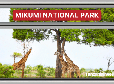 Tanzania Mikumi Park SGR Railway