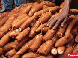 Tanzania Cassava