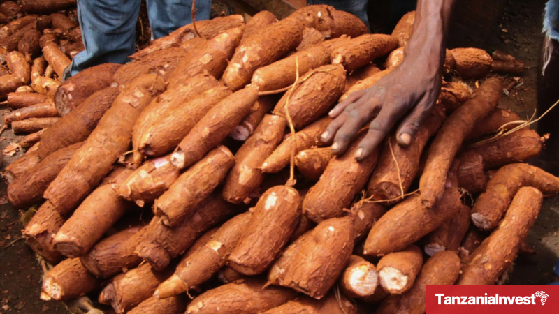 Tanzania Cassava