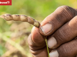 Tanzania pigeon peas
