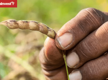 Tanzania pigeon peas