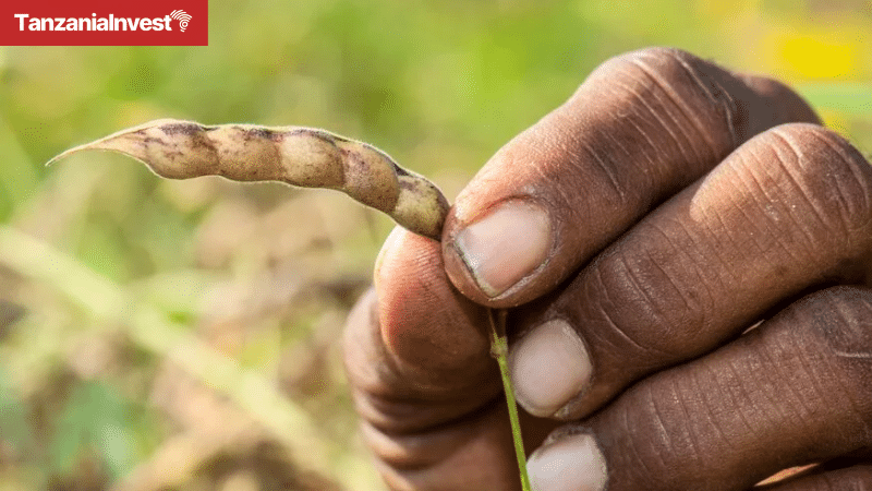 Tanzania pigeon peas